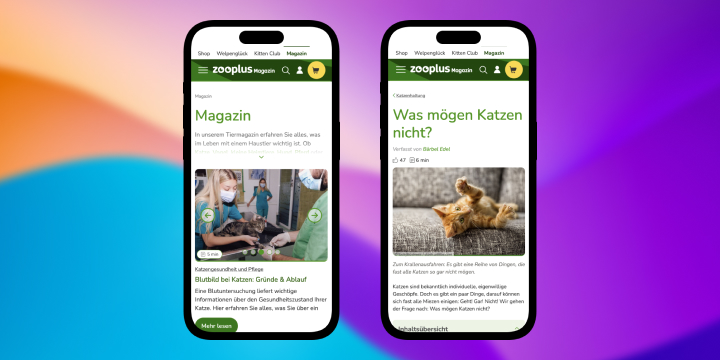 A colorful abstract background on which there are two iPhones displaying the zooplus magazine website.